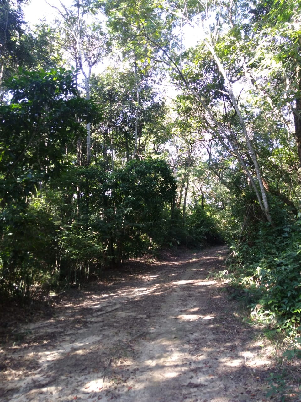 Áreas Verdes Cariocas - Camboatá. Áreas Verdes Cariocas - Camboatá.